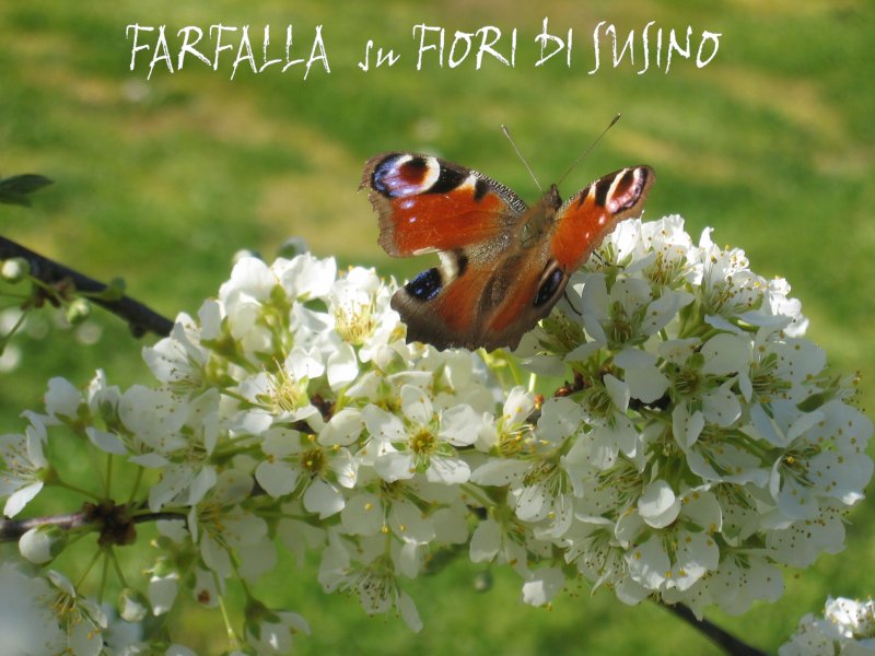 farfalla-su-fiori