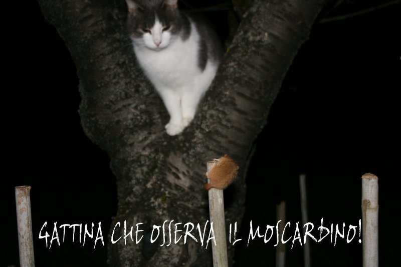 gattina-e-moscardino