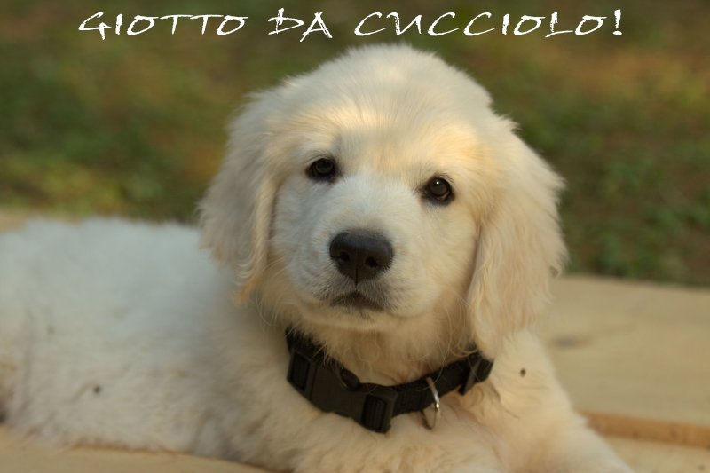 giotto-cucciolo