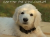 giotto-cucciolo