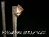 moscardino-arrampicato